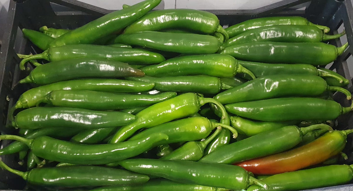 Peperoncino - 1,60 euro al chilogrammo